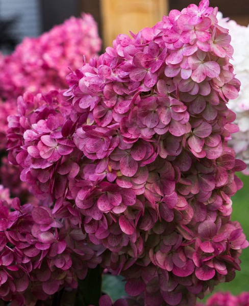 Hydrangea paniculata &#039;Wims Red&#039;, Rispenhortensie