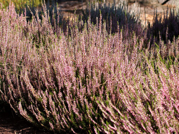 Die Knospenheide 'Pink Alicia' im Beet