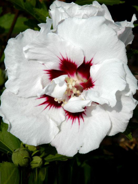 Hibiscus syriacus &#039;Speciosus&#039;, Hibiskus, Garteneibisch