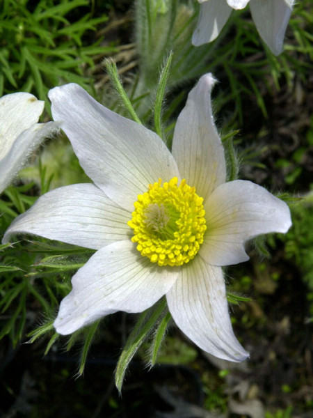 Pulsatilla vulgaris &#039;Alba&#039; (M), Weiße Küchenschelle, Kuhschelle