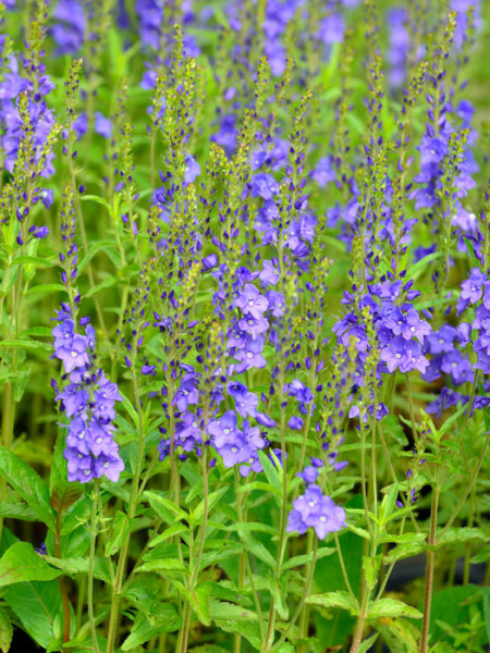 Veronica teucrium &#039;Knallblau&#039; (M), Büschel-Ehrenpreis, Garten-Ehrenpreis