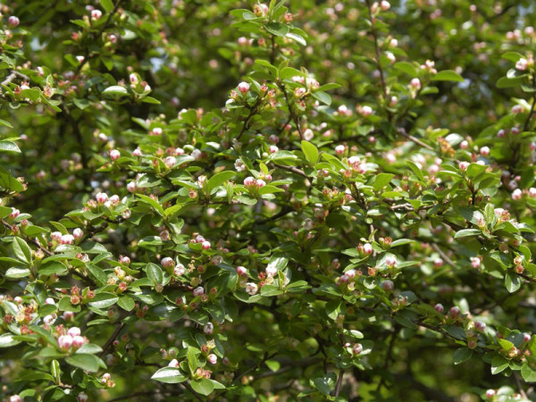 Cotoneaster divaricatus, Sparrige Zwergmispel