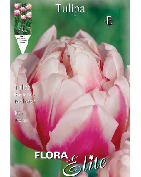 Gefüllte frühe Tulpe &#039;Melrose&#039; (Art.Nr. 595157)