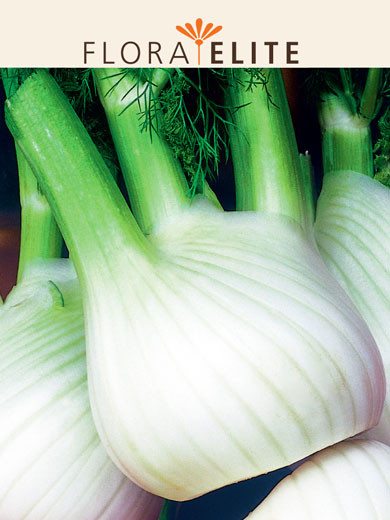 Knollenfenchel 'Selma' (Art.Nr. 21221)