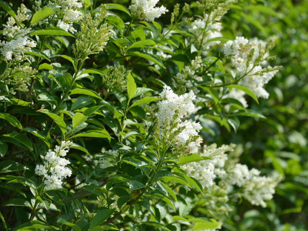 Ligustrum obtusifolium regelianum, Flächen-Liguster