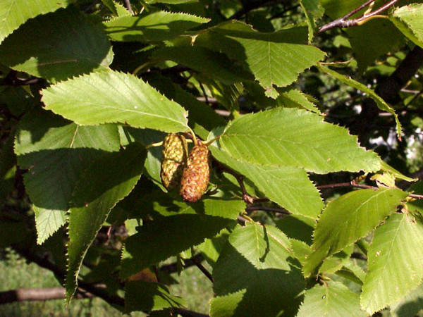 Betula utilis, Himalayabirke