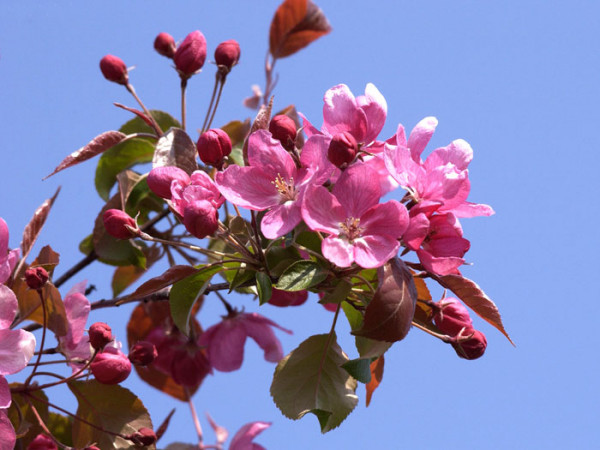 Malus sargentii &#039;Rudolph&#039;, Zierapfel - Hochstamm