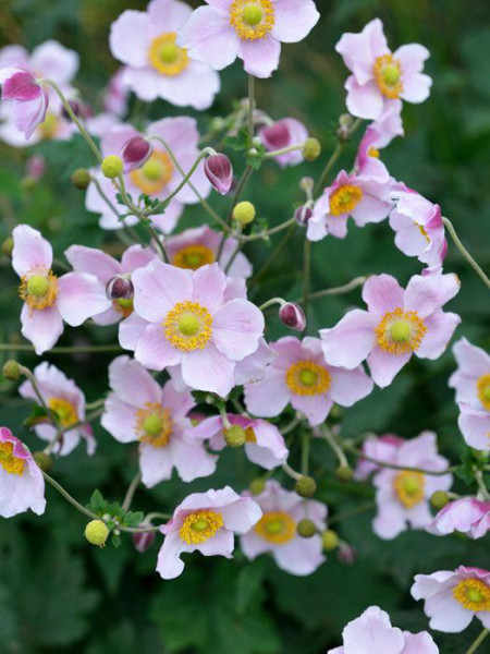 Blütenstand der China-Anemone 'September Charm'