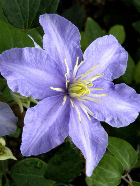 Blüte der Clematis 'Mrs.Cholmondeley' 