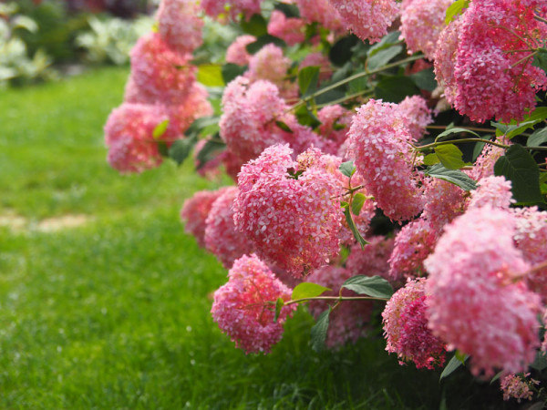 Hydrangea arborescens &#039;Pink Annabelle&#039;, Ball-Hortensie