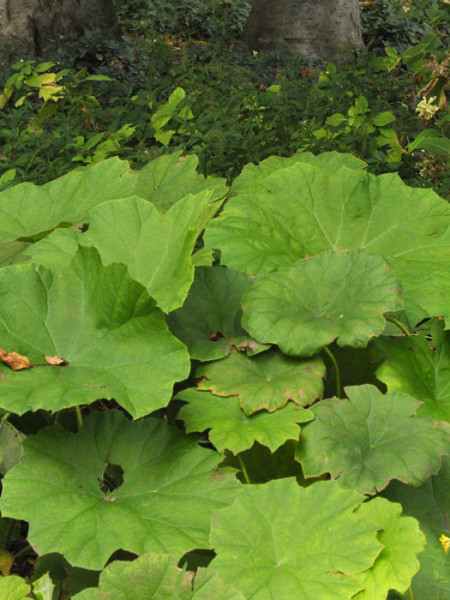 Astilboides tabularis (syn. Rodgersia) Tafelblatt, Schaublatt