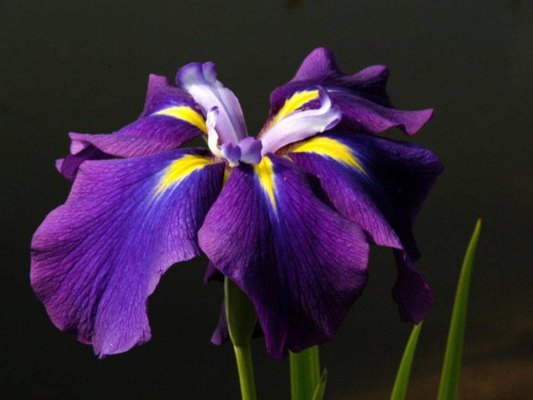 Iris ensata, Japanische Sumpfiris