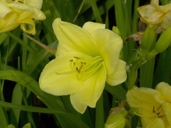 Hemerocallis Hybride 'Puddin', Taglilie