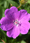 geranium-sanguineum56d98dd2dfb44