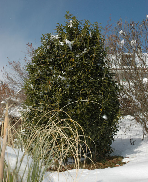 Prunus laurocerasus Genolia® &#039;Mariblon&#039;, Säulenförmiger Kirschlorbeer