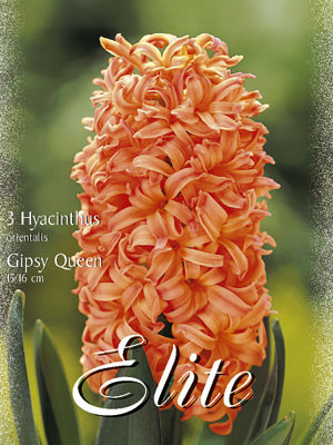 Hyazinthe &#039;Gipsy Queen&#039; (Art.Nr. 595016)