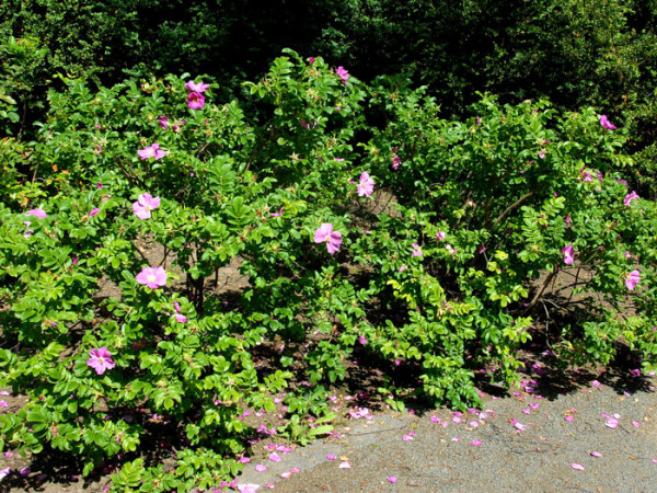 Rosa rugosa, Kartoffelrose, Apfelrose