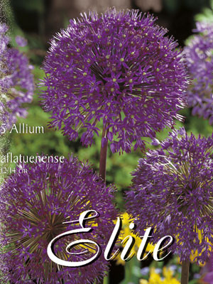 Allium aflatunense &#039;Purple Sensation&#039; (Art.Nr. 596300)