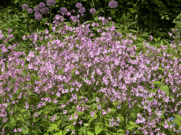 Lychnis (syn. Silene) flos-cuculi, Kuckucks-Lichtnelke