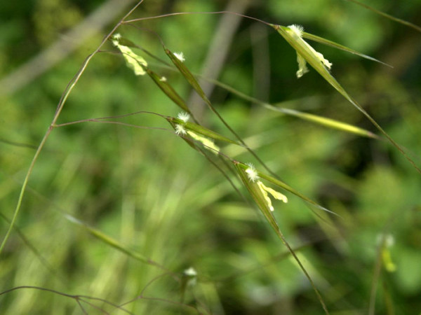 Stipa gigantea, Riesen-Federgras