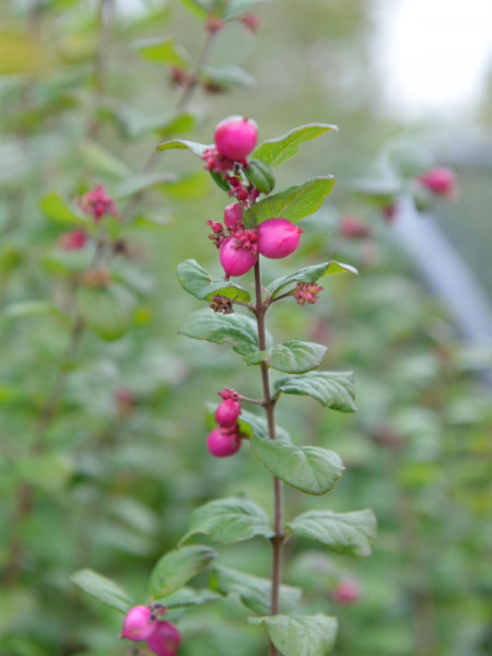 Symphoricarpos x doorenbosii &#039;Magic Berry&#039;, Schneebeere