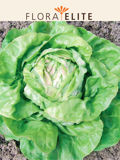 Kopfsalat 'Maikönig' (Art.Nr. 21465)