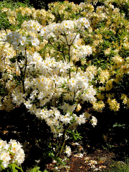 Rhododendron luteum &#039;Persil&#039;, sommergrüne japanische Gartenazalee