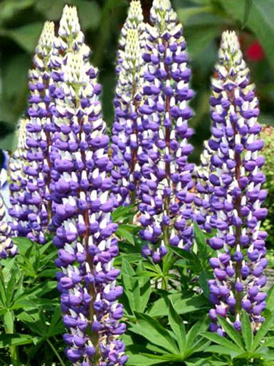 Lupinus nanus &#039;Gallery Blue Shades&#039;, Lupine, Wolfsbohne