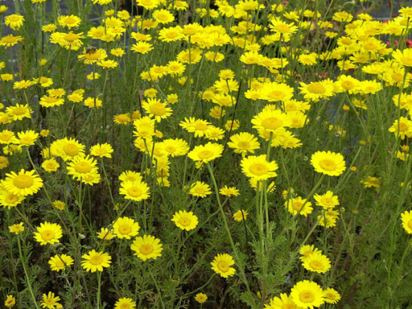 Färber-Kamille &#039;Kelway&#039;, Anthemis tinctoria, Färber-Hundskamille