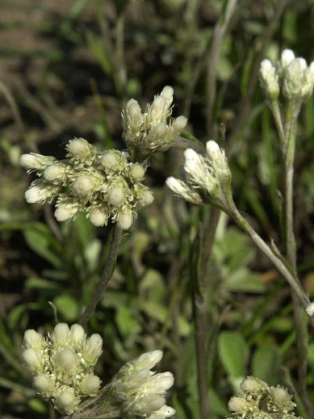 Antennaria doica var. borealis (M), weißes Katzenpfötchen, wolliges Katzenpfötchen