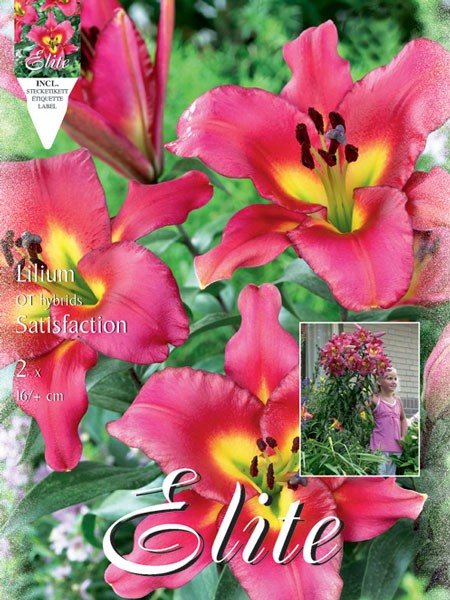 Baumlilien 'Satisfaction', Lilium (Art.Nr. 521715)