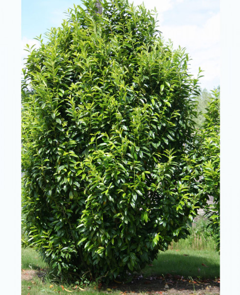 Prunus laurocerasus Genolia® &#039;Mariblon&#039;, Säulenförmiger Kirschlorbeer