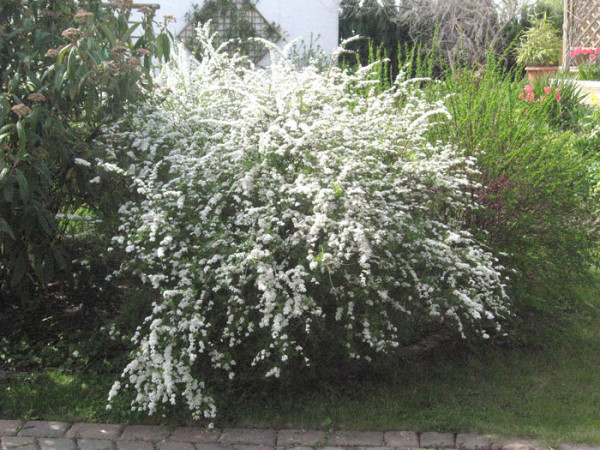 Spirea Grefsheim Blütenhecke