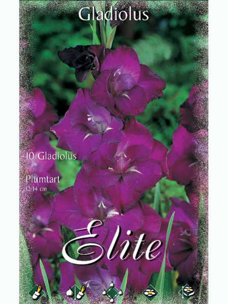 Großblumige Gladiole &#039;Plumtart&#039;, Gladiolus (Art.Nr. 5212980)