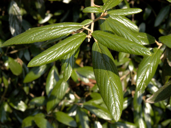 Viburnum &#039;Pragense&#039;, Prager Schneeball