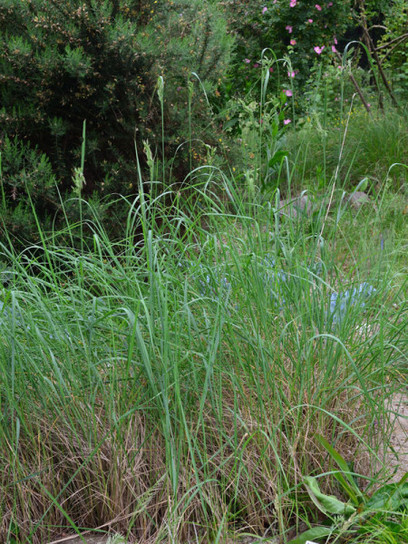 Ammophila breviligulata, Amerikanischer Strandhafer