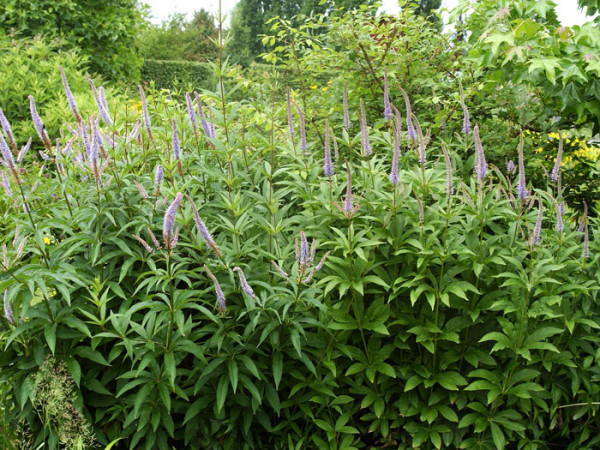 Veronicastrum virginicum, Kandelaber-Ehrenpreis