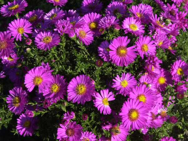 Aster dumosus &#039;Starlight&#039;, Kissen-Aster, Herbst-Aster