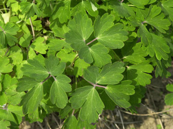 Aquilegia vulgaris (M), Waldakelei, heimische Akelei