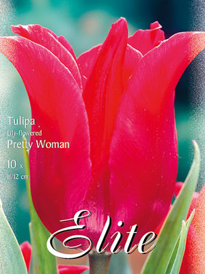 Lilienblütige Tulpe &#039;Pretty Woman&#039; (Art.Nr. 595472)