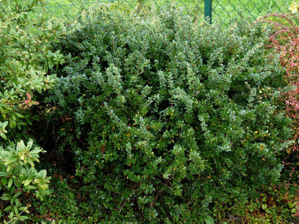 Berberis buxifolia nana, Buchsbaumblättrige Berberitze