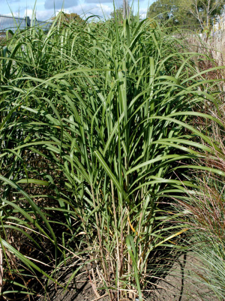 Miscanthus giganteus (syn. floridulus) &#039;Axel Olsen&#039;, Riesen-Chinaschilf, Riesen-Japanschilf, Landschilf