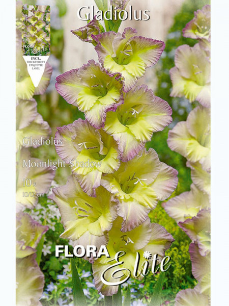 Großblumige Gladiole 'Moonlight Shadow', Gladiolus (Art.Nr. 5212825)