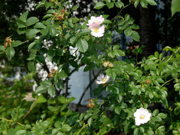 Rosa canina, Gemeine Heckenrose, Hundsrose