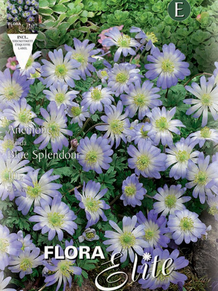 Anemone Blanda Blue Splendour