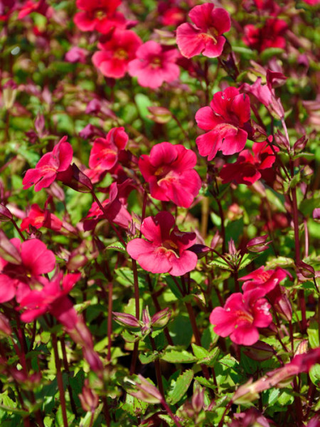 Mimulus cupreus &#039;Roter Kaiser&#039;, Rote Gauklerblume