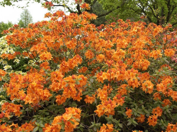 Rhododendron luteum &#039;Rumba&#039;, sommergrüne japanische Gartenazalee