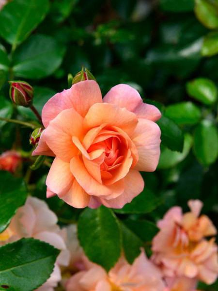Rose Aprikola ® - Kordes