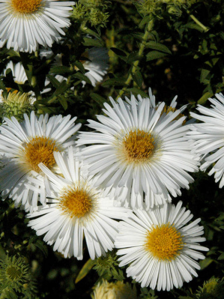 Aster novae-angliae &#039;Herbstschnee&#039;, Raublatt-Aster