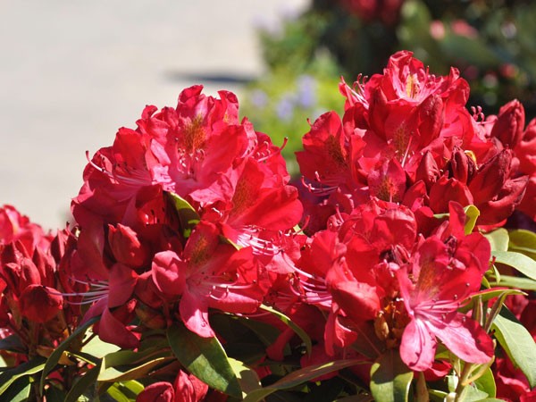 Rhododendron &#039;Junifeuer&#039;